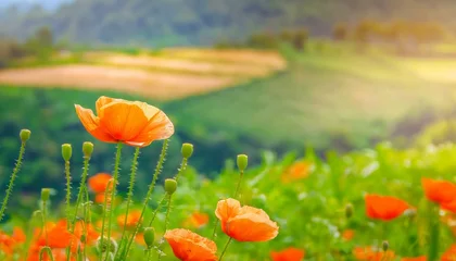 Abwaschbare Fototapete field of poppies in spring © Duy