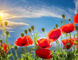 Zelfklevend Fotobehang poppy field and sky © Duy