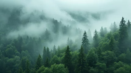 Photo sur Plexiglas Matin avec brouillard Green forest with morning fog