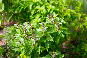 Sweet basil with tree basil in vegetable garden. Fresh green leaves of herb plant