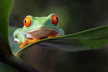 Red-eyed tree frog sitting on green leaves, red-eyed tree frog (Agalychnis callidryas) closeup