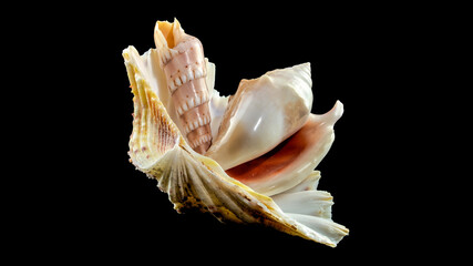 Still life of seashells on a black background
