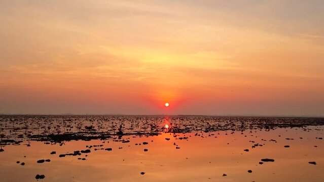 The Sea of red lotus, Lake Nong Harn, Udon Thani, Thailand,