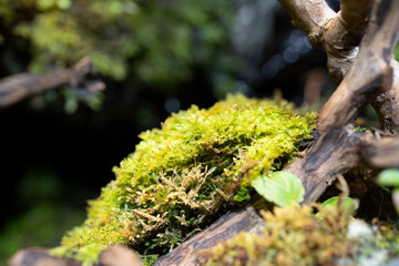 苔テラリウム