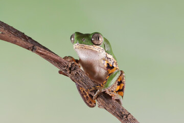 Phyllomedusa hypochondrialis climbing on branch, Northern orange-legged leaf frog or tiger-legged monkey frog closeup