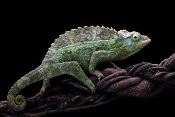 Female Jackson Chameleon walking on branch with isolated background, Female Jackson Chameleon on branch 