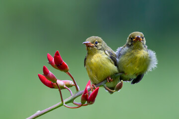 Olive-backed Sunbird chicks are waiting to eat on a branch, Baby Olive-Backed Sunbirds (Cinnyris Jugularis) on branch