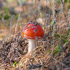 Beautiful fly agaric grows in the forest among the grass in the meadow in forest