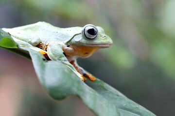 Tree frog on leaf, Gliding frog (Rhacophorus reinwardtii) sitting on leaves