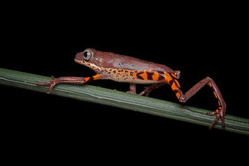 Phyllomedusa hypochondrialis climbing on branch, Northern orange-legged leaf frog or tiger-legged monkey frog closeup  
