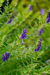 紫色のコガネバナの花
