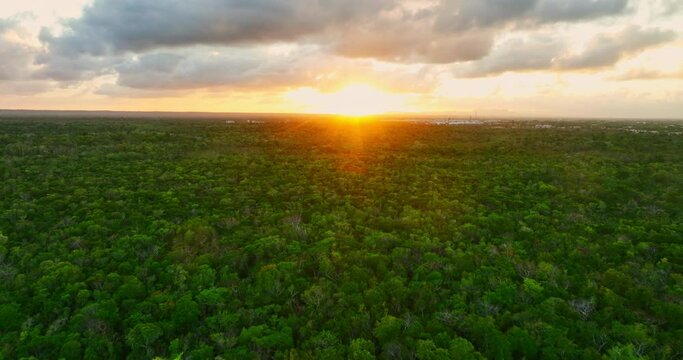 Aerial spectacular view over wild palm tree jungle in Cotubanama National Park Dominican Republic