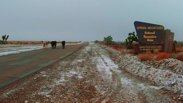 Spring Mountain National Recreation Area  and wild horses in winter