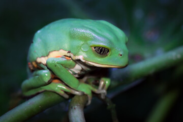 Phyllomedusa bicolor (waxy monkey) on branch, Phyllomedusa bicolor 