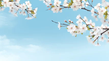 Meubelstickers Branches with fresh white cherry flowers in full bloom against the blue sky. Blooming sakura, peaches and cherries on a blue background. © May