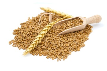 Wheat grain seeds spilling from two wooden scoops