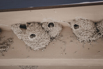 Swallows nesting in the eaves of a building in Badlands National Park