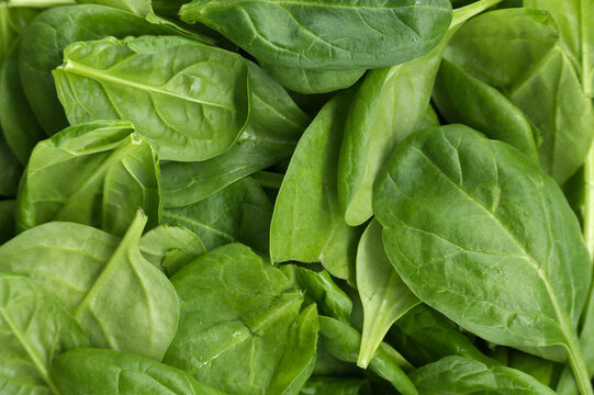 Fresh green spinach leaves background