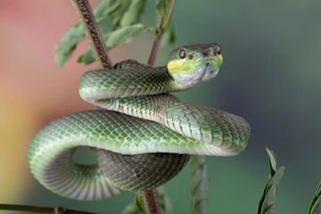 Trimeresurus Insularis closeup on branch, Indonesian viper snake closeup