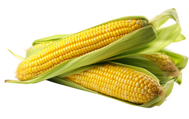 Corn on the Cob on a White Background