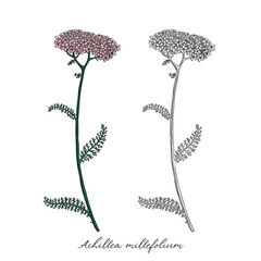 vector drawing yarrow flower, Achillea millefolium at white background, hand drawn illustration © cat_arch_angel