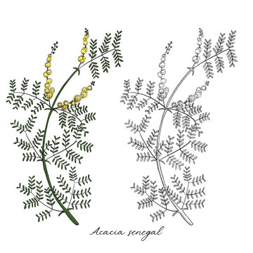 vector drawing gum arabic flower, Acacia senegal at white background, hand drawn illustration