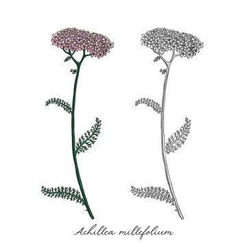 vector drawing yarrow flower, Achillea millefolium at white background, hand drawn illustration