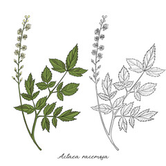 vector drawing black cohosh flower, Actaea racemosa at white background, hand drawn illustration