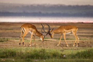 Antelope fighting in beautiful Nakuru Park, Kenya - obrazy, fototapety, plakaty