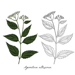 vector drawing white snakeroot, Ageratina altissima at white background, hand drawn illustration