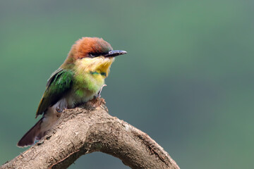 Chestnut headed bee eateron tree, Chestnut headed bee eater on top tree, Chestnut headed bee eater closeup