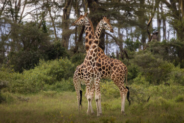 Naklejka na ściany i meble Giraffe in the forest during safari tour in Lake Nakuru, Kenya