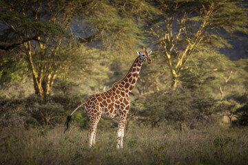 Giraffe in the forest during safari tour in Lake Nakuru, Kenya