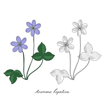 vector drawing hepatica, Anemone hepatica at white background, hand drawn illustration