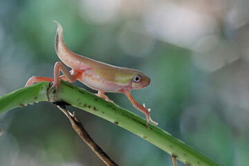 Metamorphosis tadpole of a Tiger-Legged Monkey Frog (Phyllomedusa hypochondrialis), Tiger-Legged Monkey Frog metamorphosis