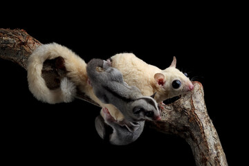 The Sugar Glider Leucistic (Petaurus breviceps) is holding the baby on branch, The Sugar Glider...