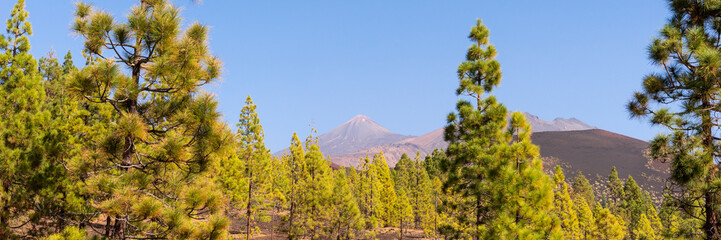 Panorama. Lava fields and thickets of Canarian pine.  Mirador de Samara. Tenerife. Canary Islands. Spain