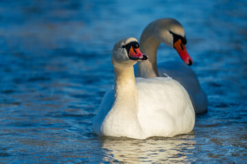 Two swans as a couple swim along the Isar river