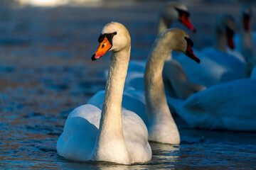 Two swans as a couple swim along the Isar river