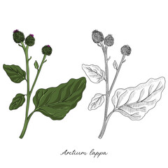 vector drawing burdock, Arctium lappa at white background , hand drawn illustration