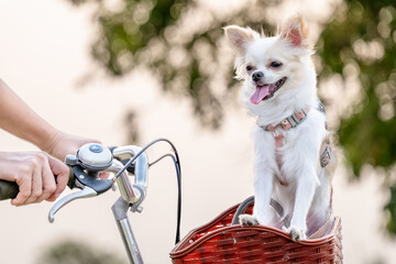 Portrait of Long hair chihuahua in the red basket. Bokeh Background, Copyspace