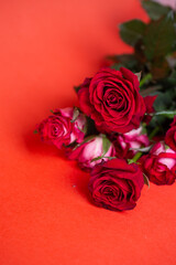 Red Roses Bouquet on Red Background. Perfect for Valentines Day, Love, Romance, Floral Arrangements.