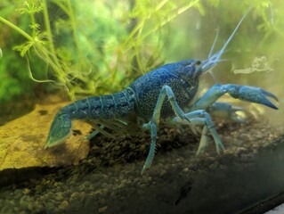 Blue Florida crab in the aquarium