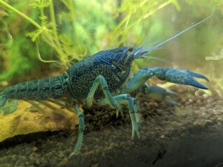  Blue Florida crab in the aquarium
