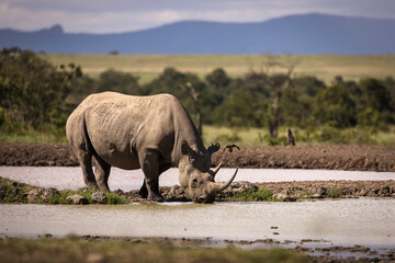 Amazing rhino animal with savana in background during safari tour in Ol Pejeta Park, Kenya - 729828816