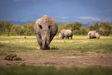 Amazing rhino animal with savana in background during safari tour in Ol Pejeta Park, Kenya - 729828885