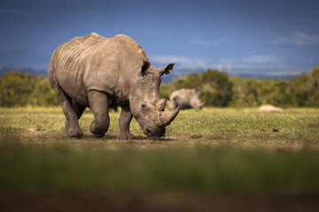 Amazing rhino animal with savana in background during safari tour in Ol Pejeta Park, Kenya - 729828893
