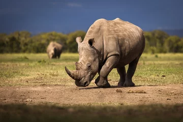 Poster Amazing rhino animal with savana in background during safari tour in Ol Pejeta Park, Kenya © danmir12