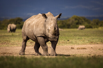 Amazing rhino animal with savana in background during safari tour in Ol Pejeta Park, Kenya - 729829023