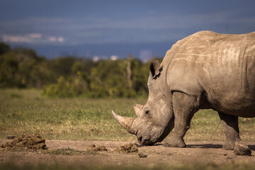 Amazing rhino animal with savana in background during safari tour in Ol Pejeta Park, Kenya - 729829082